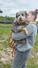 CYPISEK, Hund, Mischlingshund in Polen - Bild 9