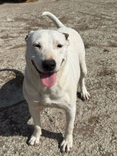 MADDY, Hund, Dogo Argentino in Rumänien - Bild 1