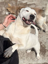 MADDY, Hund, Dogo Argentino in Rumänien - Bild 11