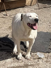 MADDY, Hund, Dogo Argentino in Rumänien - Bild 2