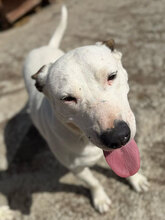 MADDY, Hund, Dogo Argentino in Rumänien - Bild 5