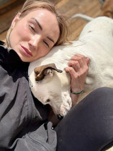 MADDY, Hund, Dogo Argentino in Rumänien - Bild 6
