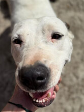 MADDY, Hund, Dogo Argentino in Rumänien - Bild 8