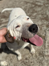 MADDY, Hund, Dogo Argentino in Rumänien - Bild 9