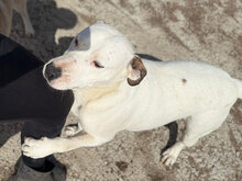 MADDY, Hund, Mischlingshund in Rumänien