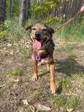 BEZI, Hund, Mischlingshund in Polen - Bild 1