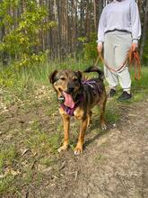 BEZI, Hund, Mischlingshund in Polen - Bild 2