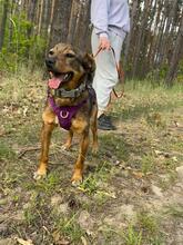 BEZI, Hund, Mischlingshund in Polen - Bild 4