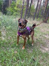 BEZI, Hund, Mischlingshund in Polen - Bild 6