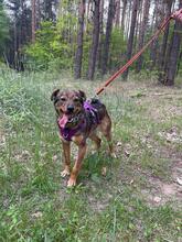 BEZI, Hund, Mischlingshund in Polen - Bild 7