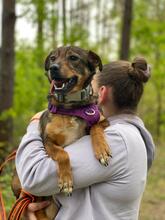 BEZI, Hund, Mischlingshund in Polen - Bild 8