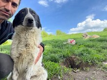 DELIA, Hund, Mischlingshund in Rumänien - Bild 1