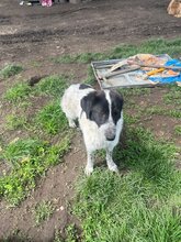 DELIA, Hund, Mischlingshund in Rumänien - Bild 2