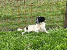 DELIA, Hund, Mischlingshund in Rumänien - Bild 3