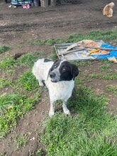 DELIA, Hund, Mischlingshund in Rumänien - Bild 4