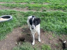 DELIA, Hund, Mischlingshund in Rumänien - Bild 5