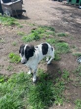 DELIA, Hund, Mischlingshund in Rumänien - Bild 6