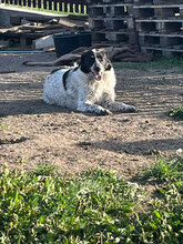 DELIA, Hund, Mischlingshund in Rumänien - Bild 7