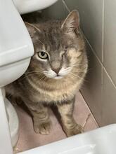 GIZMO, Katze, Europäisch Kurzhaar in Italien - Bild 1
