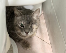GIZMO, Katze, Europäisch Kurzhaar in Italien - Bild 2