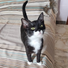 LARA, Katze, Europäisch Kurzhaar in Italien - Bild 1