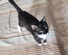 LARA, Katze, Europäisch Kurzhaar in Italien - Bild 2