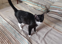 LARA, Katze, Europäisch Kurzhaar in Italien - Bild 3