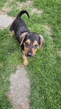 FIENE, Hund, Mischlingshund in Bulgarien - Bild 1
