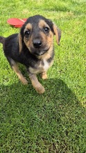 FIENE, Hund, Mischlingshund in Bulgarien - Bild 2