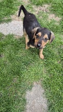 FIENE, Hund, Mischlingshund in Bulgarien - Bild 3