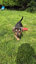 FIENE, Hund, Mischlingshund in Bulgarien - Bild 4