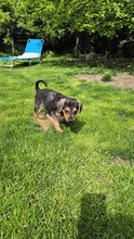 FIENE, Hund, Mischlingshund in Bulgarien - Bild 5