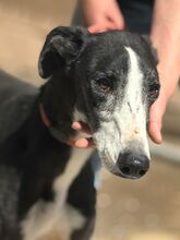 UNICODEDEBE, Hund, Galgo Español in Spanien - Bild 1