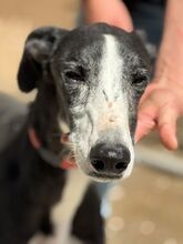 UNICODEDEBE, Hund, Galgo Español in Spanien - Bild 2