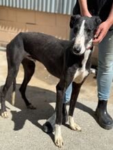 UNICODEDEBE, Hund, Galgo Español in Spanien - Bild 3