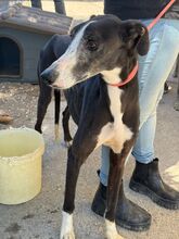 UNICODEDEBE, Hund, Galgo Español in Spanien - Bild 4