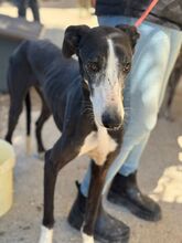 UNICODEDEBE, Hund, Galgo Español in Spanien - Bild 5