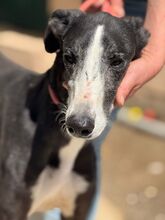 UNICODEDEBE, Hund, Galgo Español in Spanien - Bild 6