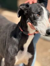 UNICODEDEBE, Hund, Galgo Español in Spanien - Bild 7