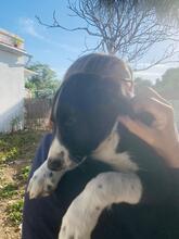 PAUL, Hund, Border Collie-Mix in Spanien - Bild 2