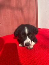 PAUL, Hund, Border Collie-Mix in Spanien - Bild 3