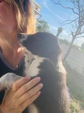 PAUL, Hund, Border Collie-Mix in Spanien - Bild 4