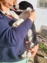 PAUL, Hund, Border Collie-Mix in Spanien - Bild 5