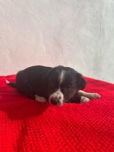 PAUL, Hund, Border Collie-Mix in Spanien - Bild 7