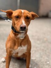 MISSY, Hund, Podenco in Spanien - Bild 1