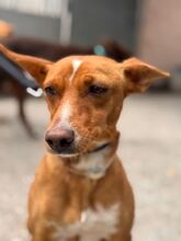 MISSY, Hund, Podenco in Spanien - Bild 2