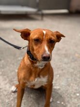 MISSY, Hund, Podenco in Spanien - Bild 3