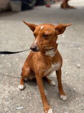 MISSY, Hund, Podenco in Spanien - Bild 7