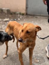 PUMBA, Hund, Podenco in Spanien - Bild 1