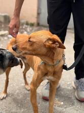 PUMBA, Hund, Podenco in Spanien - Bild 2